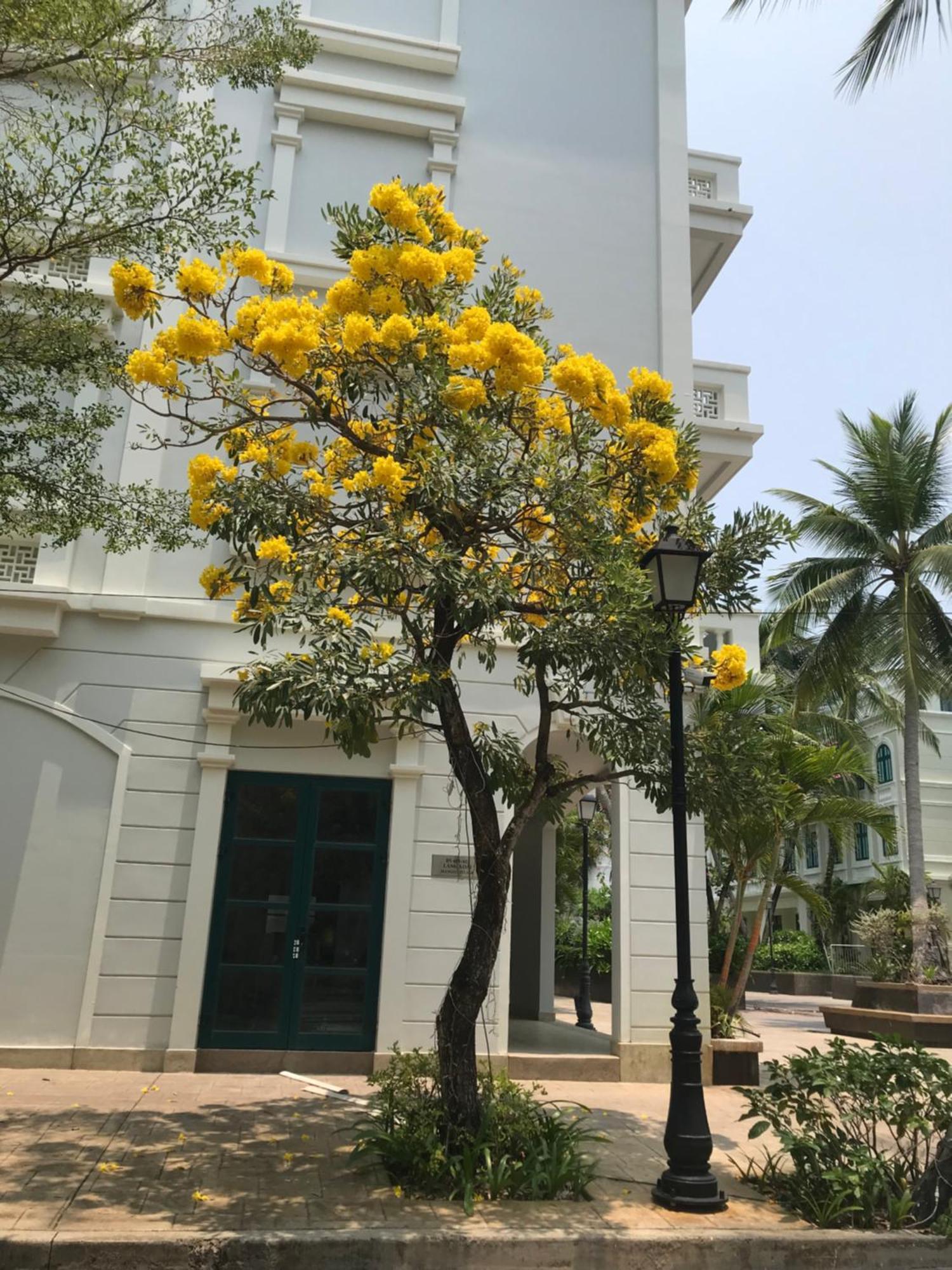 Kalia Hotel دونغ دونغ المظهر الخارجي الصورة
